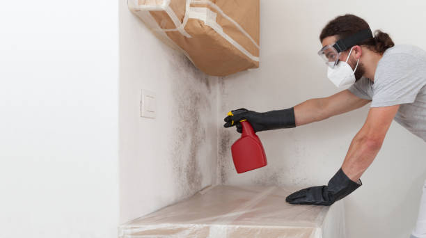 Professional Black Mold Removal technician working in Deerfield Beach, FL